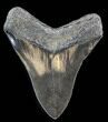 Serrated, Megalodon Tooth - Great Tip #38746-2